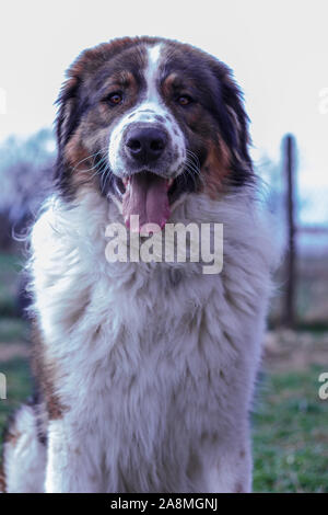 Gardien de bétail, chien de Montagne Tornjak Vlasic, chien de garde des troupeaux de montagne Vlasic, Tornjak de Bosnie, LGD en Bosnie Banque D'Images