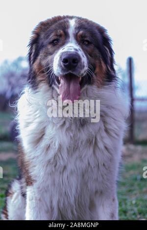 Gardien de bétail, chien de Montagne Tornjak Vlasic, chien de garde des troupeaux de montagne Vlasic, Tornjak de Bosnie, LGD en Bosnie Banque D'Images