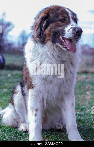 Gardien de bétail, chien de Montagne Tornjak Vlasic, chien de garde des troupeaux de montagne Vlasic, Tornjak de Bosnie, LGD en Bosnie Banque D'Images