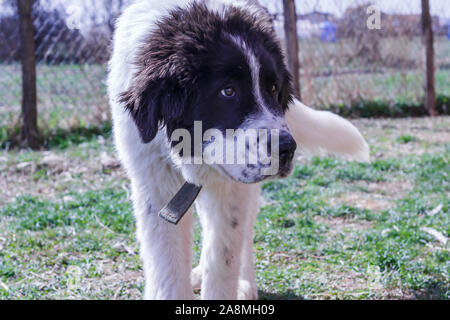 Gardien de bétail, chien Ciobanesc Romanesc de Bucovine, l'élevage de chiens de berger, la Roumanie de la Bucovine, LGD à Janja Bosnie Banque D'Images