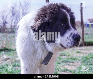 Gardien de bétail, chien Ciobanesc Romanesc de Bucovine, l'élevage de chiens de berger, la Roumanie de la Bucovine, LGD à Janja Bosnie Banque D'Images