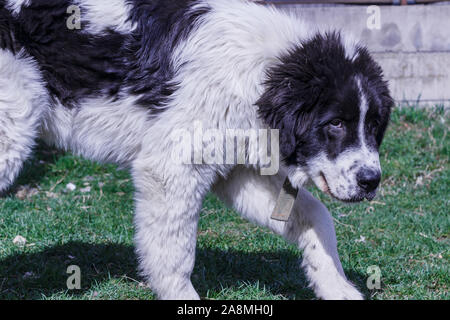 Gardien de bétail, chien Ciobanesc Romanesc de Bucovine, l'élevage de chiens de berger, la Roumanie de la Bucovine, LGD à Janja Bosnie Banque D'Images