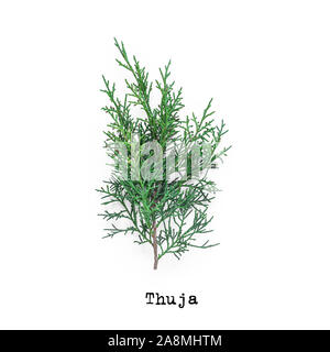 La direction générale de l'usine evergreen Thuja sur fond blanc. Banque D'Images