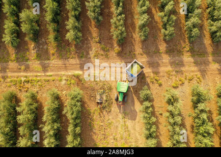 Tracteur vert et remorque chargée d'olives mûres fraîchement récoltées traversant une plantation d'oliviers, image aérienne. Banque D'Images
