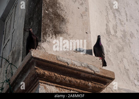 Oiseaux Pigeon se tenant ensemble avec des amis.Pigeons assis.pigeons isolés.Portrait d'oiseaux.Oiseaux dans Penang, Malaisie.Groupe d'oiseaux.Groupe de pigeo Banque D'Images