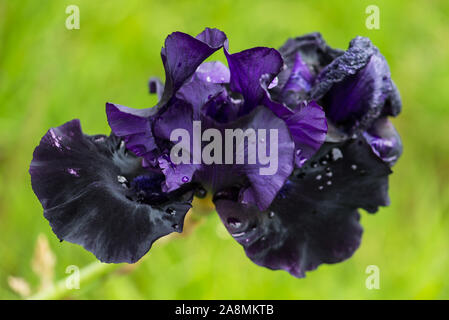Iris mauve, belle grande fleur après la pluie Banque D'Images