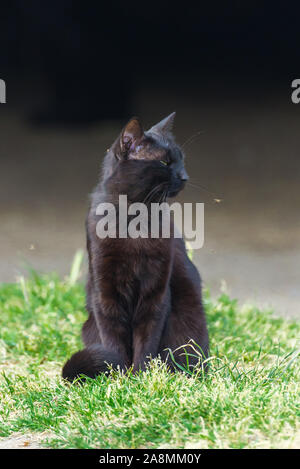 Chat qui louche à un moustique mis sur son museau Banque D'Images