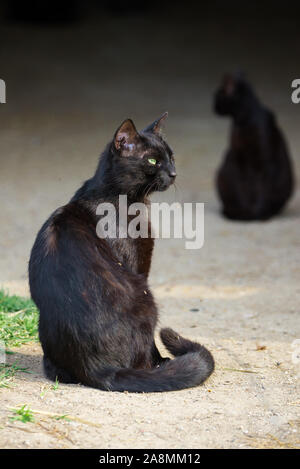 Chat qui louche à un moustique mis sur son museau Banque D'Images