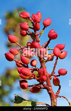 Fruits de pistachier. Pistacia vera. Banque D'Images