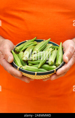 L'okra ou gombo. Abelmoschus esculentus. Banque D'Images