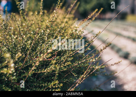 Bush vert succursales dans jardin d'automne en france Banque D'Images