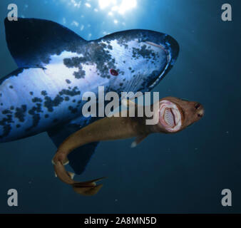 Cookiecutter Shark Requin Isistius Brasiliensis Ou De Cigare ...