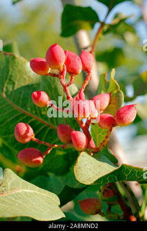 Fruits de pistachier. Pistacia vera. Banque D'Images