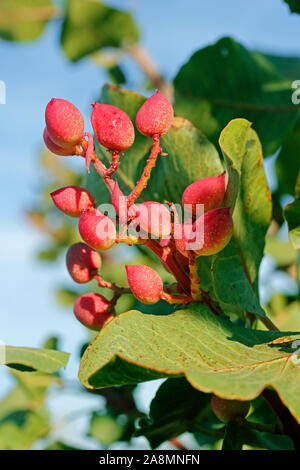 Fruits de pistachier. Pistacia vera. Banque D'Images