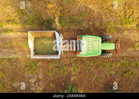 Tracteur vert et remorque chargée d'olives mûres fraîchement récoltées traversant une plantation d'oliviers, image aérienne. Banque D'Images