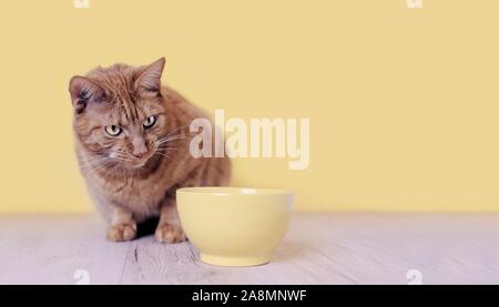 Cute cat ginger à currious à un bol alimentaire jaune. Image panoramique avec copie espace. Banque D'Images