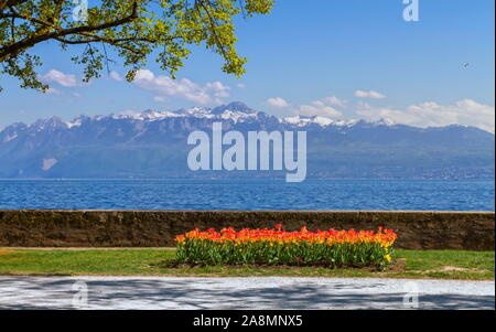 Festival des tulipes au printemps par jour, Morges, Suisse Banque D'Images