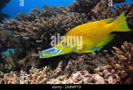 Sling Jaw Epibulus Insidiator Napoleons Manger Un Bebe Pieuvre Probablement Une Femelle L Slingjaw Wrasse Tire Son Nom De Ses Machoires Protractile Hautement Photo Stock Alamy
