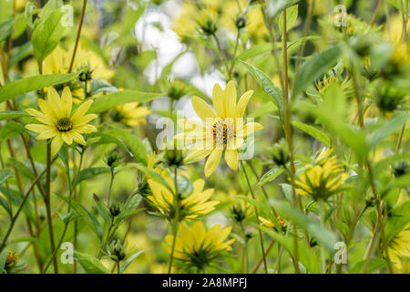 Kleinköpfige Sonnenblume (Helianthus 'Lemon Queen') Banque D'Images