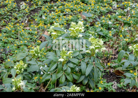 (Helleborus argutifolius Korsische Nieswurz) Banque D'Images