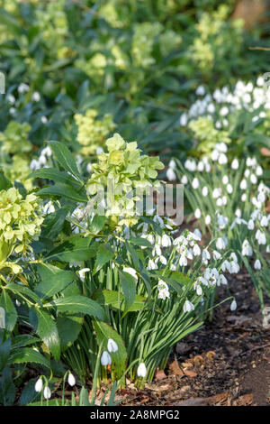 (Helleborus argutifolius Korsische Niewurz) Banque D'Images