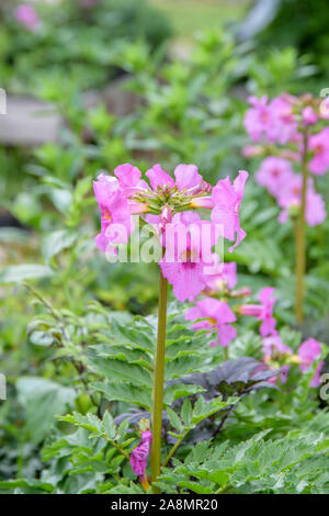 Freilandgloxinie (Incarvillea delavayi) Banque D'Images