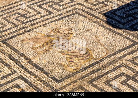 Mosaïque romaine à Volubilis, une excavation en partie ville berbère au Maroc par l'Excavation de français 1912-1956 Banque D'Images