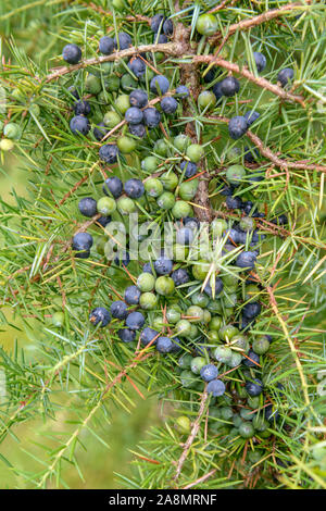 Gewöhnlicher Heide-Wacholder (Juniperus communis) Banque D'Images