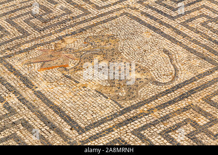 Mosaïque romaine à Volubilis, une excavation en partie ville berbère au Maroc par l'Excavation de français 1912-1956 Banque D'Images