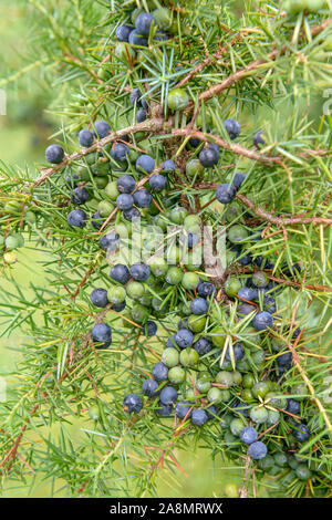 Gewöhnlicher Heide-Wacholder (Juniperus communis) Banque D'Images