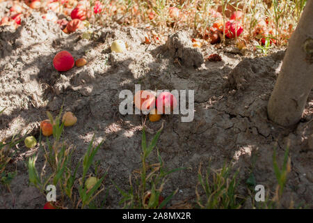 Apple Orchard abandonnés - pommes tombent sur le sol et la pourriture Banque D'Images
