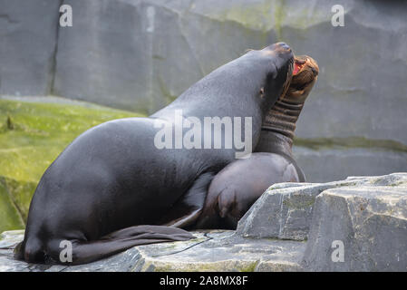 Lion de mer de Californie, Zalophus californianus, animaux amusants Banque D'Images