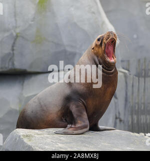 Lion de mer de Californie, Zalophus californianus, animaux amusants Banque D'Images