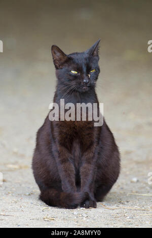 Chat qui louche à un moustique mis sur son museau Banque D'Images