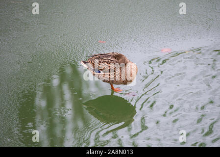 Canard courbé sur un lac froid de glace Banque D'Images