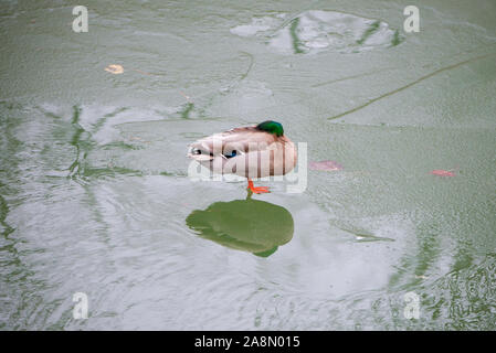 Canard courbé sur un lac froid de glace Banque D'Images