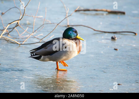 Canard courbé sur un lac froid de glace Banque D'Images