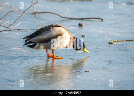 Canard courbé sur un lac froid de glace Banque D'Images