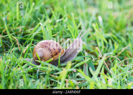 Un gros escargot dans le jardin après la pluie Banque D'Images