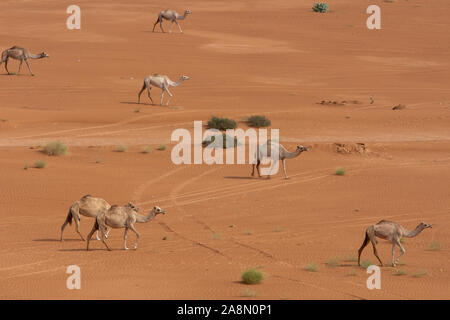 Un groupe de chameaux Dromadaire (Camelus dromedarius) quelques acorss au sable du désert aux Emirats Arabes Unis. Banque D'Images