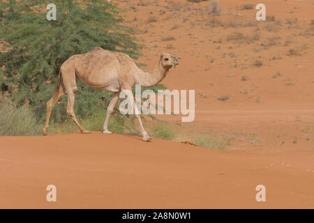 Un dromadaire chameaux (Camelus dromedarius) quelques acorss au sable du désert aux Emirats Arabes Unis. Banque D'Images