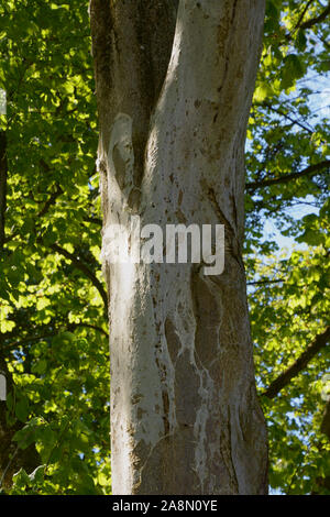 Bird-Cherry Tree Trunk, hermine web arbre attaqué par le web moth yponomeuta evonymella au printemps Banque D'Images