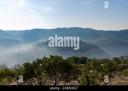 Olives oliviers dans les montagnes de Jérusalem. La forêt de Jérusalem. Banque D'Images