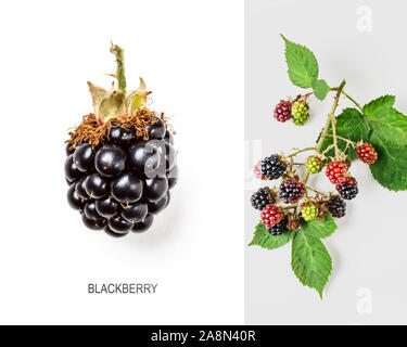Mise en page créative avec des mûres fraîches sur fond blanc. La saine alimentation et les régimes amaigrissants food concept. Les fruits d'été et berry arrangement. Vue de dessus, fl Banque D'Images