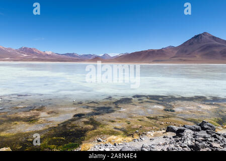 White Lagoon, Laguna Blanca, Eduardo AVaroa réserve nationale, Bolivie Banque D'Images