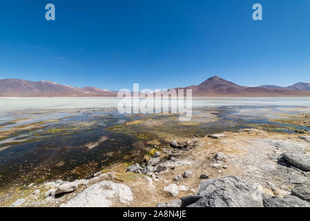 White Lagoon, Laguna Blanca, Eduardo AVaroa réserve nationale, Bolivie Banque D'Images