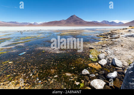 White Lagoon, Laguna Blanca, Eduardo AVaroa réserve nationale, Bolivie Banque D'Images