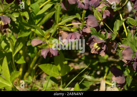 L'hellébore avec les coupelles de semences au début du printemps, soleil d'hiver ou de graines hellébores pourpres ou roses lenten rose les coupelles de semences Banque D'Images