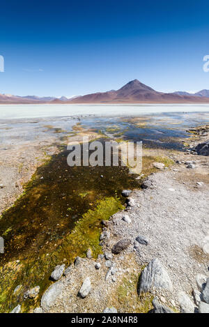 White Lagoon, Laguna Blanca, Eduardo AVaroa réserve nationale, Bolivie Banque D'Images