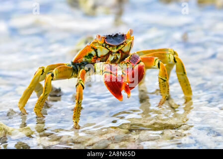 Gros crabe rouge, Bora Bora, en polynésie francaise Banque D'Images